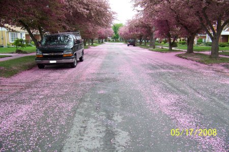 Our street in spring